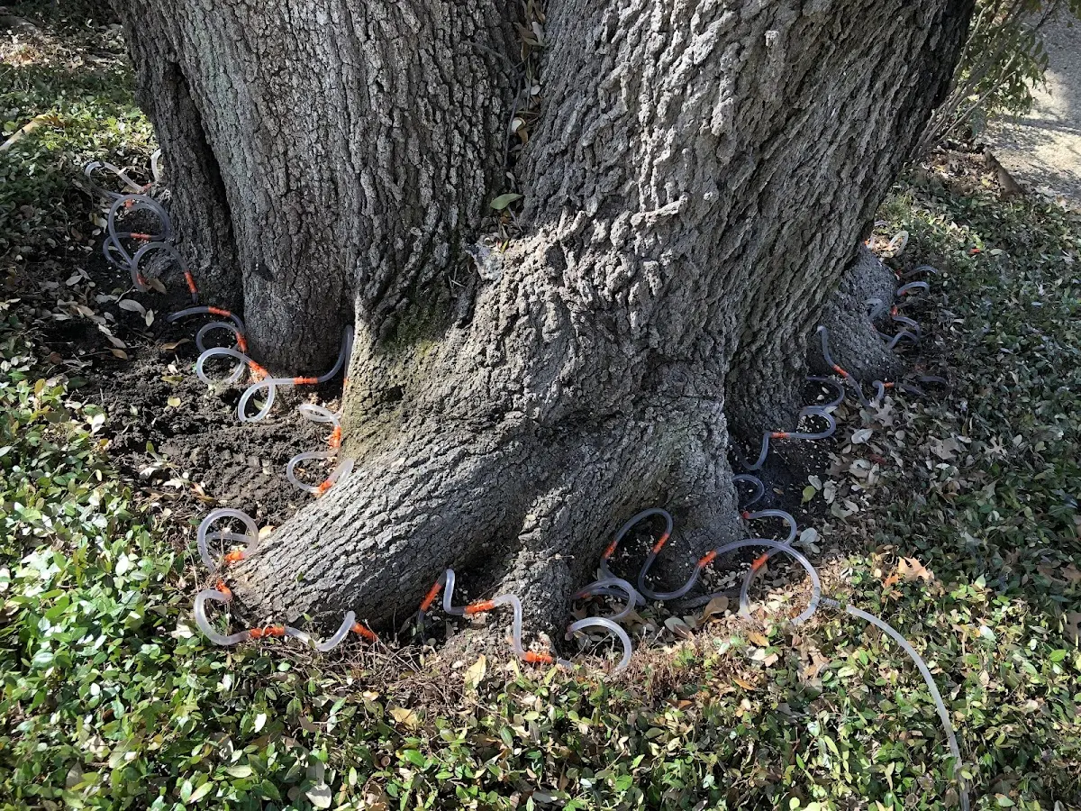 Detailed Tree Cabling and Bracing job site in Edmonton