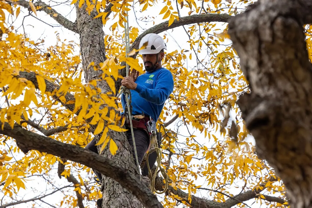 Skilled Storm Damage Cleanup crew working in Edmonton